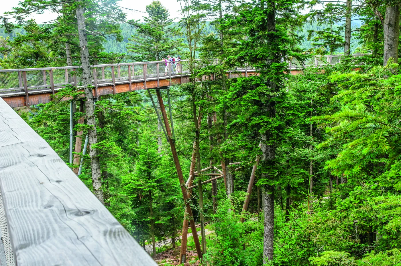 Hölzerner Baumwipfelpfad durch die Baumkronen bei Bad Wildbad